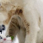 LUTO - Urso Knut morre na Alemanha.