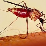 Nova vacina da malária será testada em humanos em 2012.