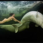 Russa nada nua com baleias em mares gelados 