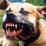 Em São José dos Pinhais (PR) - Cão pitbull ataca e mata pedreiro; dono não conseguiu evitar, mas diz que continua com o animal