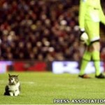 Gato invade partida do Liverpool e ganha 30 mil fãs no Twitter