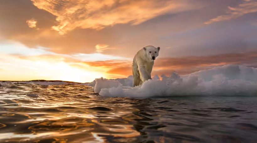 Urso Polar Efeito Estufa